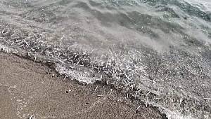 Kocaeli'nde şaşırtan görüntü! Onlarca kilo ölü hamsi...