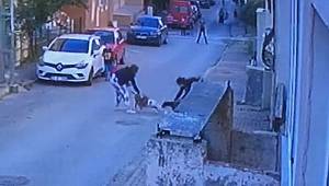 Ataşehir’de pitbull dehşeti! Kediyi parçaladılar