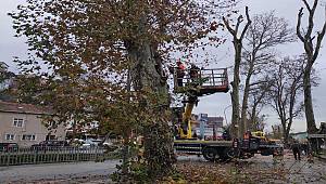 Beykoz’un Anıt Ağaçları Sağlığına Kavuşuyor