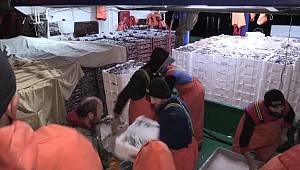 Hamsi bereketi balıkçının yüzünü güldürdü