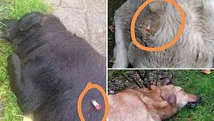 İzmit'te köpekleri öldürenler belediye personeli çıktı, tüm çalışanlar açığa alındı