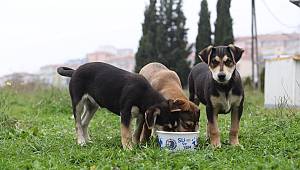 Kartal Belediyesi Sokağa Çıkma Yasağında Sokak Hayvanlarını Unutmadı