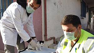 Sultanbeyli'de Hasta Kediye Şefkat Eli