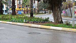 Tuzla’da 600 Yıllık Ağaç, Dut Ağacına Ve Arılara Ev Sahipliği Yapıyor