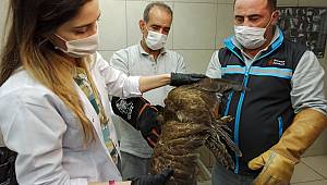 Ümraniye’deYaralı Doğan Barınakta Tedaviye Alındı