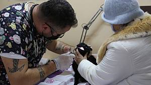 ADALAR'DA SOKAK HAYVANLARINA TEDAVİ