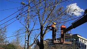 ÇEKMEKÖY 'DE AĞAÇLAR BUDANIYOR