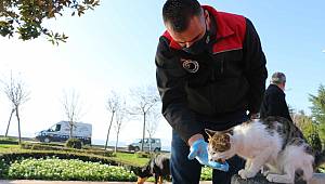 Kartal Belediyesi, 4 Günlük Kısıtlamada Sokak Hayvanlarını Unutmadı