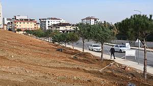 Pendik'e 70 ağaçlık orman