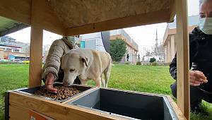 Üsküdar Belediyesi'nden Sokak Hayvanlarına Mama Desteği
