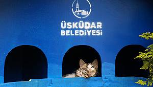 ÜSKÜDAR'DA MİNİK DOSTLARIMIZ SABİT SU KAPLARI İLE ARTIK SUSUZ KALMAYACAK