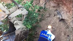 Tuzla Belediyesi çukura düşen köpeği kurtarmak için seferber oldu