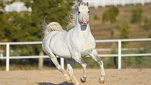 MHP'de 'kayıp atlar' istifası