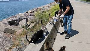 Sokak Canları Kartal Belediyesi’ne Emanet
