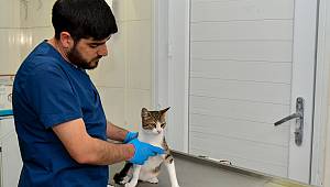 AYAĞI KIRILAN KEDİ AMELİYATLA YENİDEN SAĞLIĞINA KAVUŞTU
