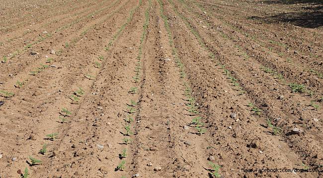 Çankırı Belediyesi Tarımsal İlk Faaliyetini Gerçekleştirdi