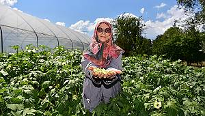 TUZLALI 65 YAŞ ÜSTÜ BÜYÜKLERİN ELLERİYLE EKTİĞİ MAHSULLER HASAT VERDİ