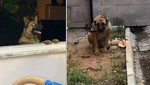 Trabzon'da bekçiyi ısıran köpek ilçe emniyet müdürlüğünün bahçesine bağlandı: 'Köpeğin suçu yok'