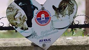 Kediler sıcak yuvalarına kavuştu