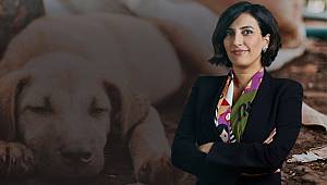 DEVA Partisi'nden sokak köpekleri açıklaması:'Çocuklar okula gitmeye korkuyor'