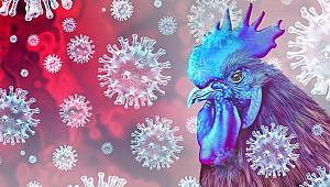 Dünyada Kuş Gribi (H3N8) Kaynaklı İlk İnsan Ölümü Gerçekleşti.