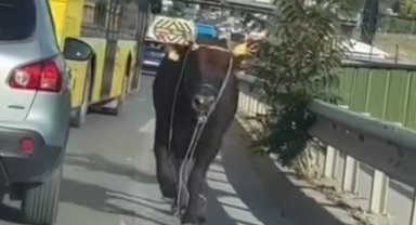 KURBANLIK DANA FİRAR ETTİ