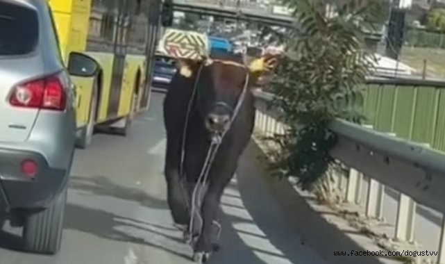 KURBANLIK DANA FİRAR ETTİ