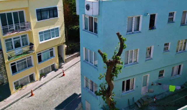 Edirnekapı-Eğrikapı Sur Hattı Cepheler Yenileniyor