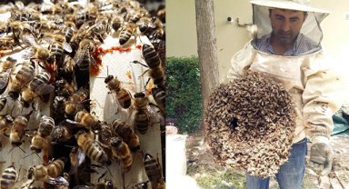 Tıbbi Bitkiler Bahçesi’nde Şifalı Bal Hasadı Başladı