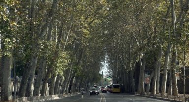 Dolmabahçe ve Çırağan Caddelerindeki Çınar Ağaçları Yenilendi