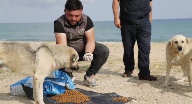 Sokak Hayvanları İçin Her Gün Mama Desteği
