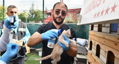 Sokak Hayvanlarının Sağlığı İçin Çalışıyorlar