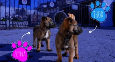 Maltepe’nin can dostları, arama-kurtarma köpeği oluyor