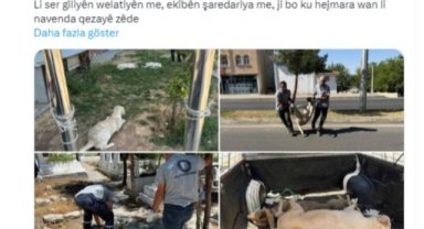 Düzenleme TBMM'den geçti, başıboş köpekleri ilk toplayan DEM Partili Silvan belediyesi oldu