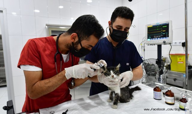 Fatih Belediyesi'nden Sokak Hayvanlarına Yönelik Hizmetler: Sık Sorulan Sorular ve Yanıtlar