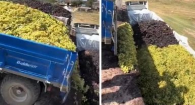 Üzüm üreticisi çektiği görüntüyle isyan etti: Bu sene çiftçilik hayatım bitmiştir