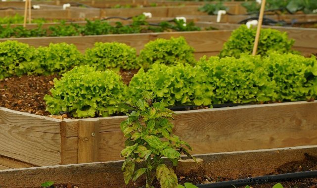 ATAŞEHİR’DE KENT BOSTANI KURULUYOR:“KENDİN YETİŞTİR, KENDİN TÜKET”