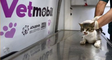 KISIRLAŞTIRILAN HER SOKAK KEDİSİNİN MAMASI ATAŞEHİR BELEDİYESİ’NDEN