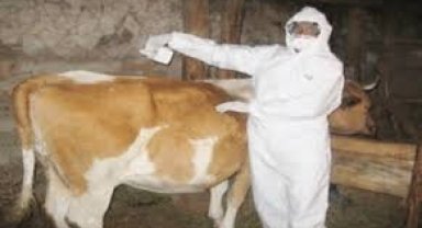 Şap Hastalığı Büyüyor: Bölge Hayvancılığı Zorda, Veteriner Ücretlerindeki Artış Tepki Çekiyor