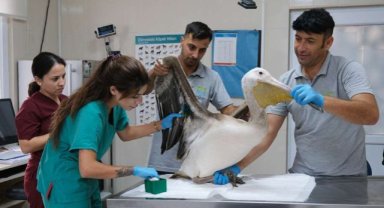 Göç yolculuğunda yaralanan pelikana ilk müdahale yapıldı