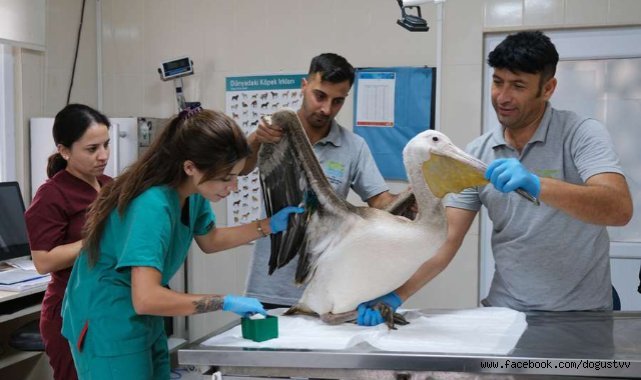 Göç yolculuğunda yaralanan pelikana ilk müdahale yapıldı