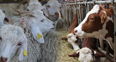 TÜİK Açıkladı: 2025'te Hayvansal Üretimde Artış