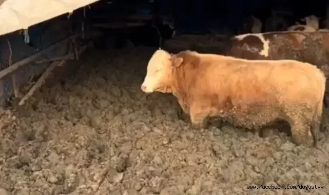 Kurban Bayramına sayılı günler kala ilginç görüntüler! Hayvanları kilo alsınlar diye çamura sapladılar