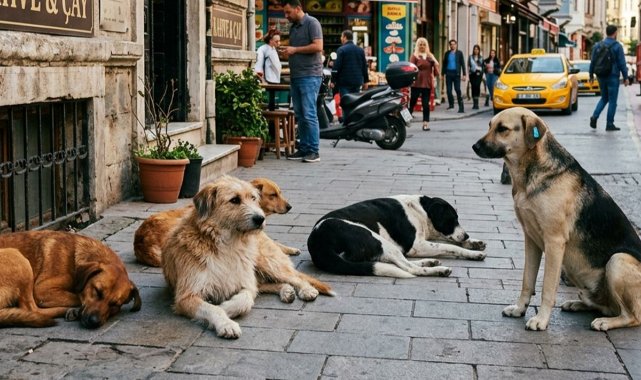 İstanbul'daki sahipsiz hayvanların yüzde 46'sı toplandı