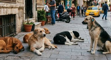 İstanbul'daki sahipsiz hayvanların yüzde 46'sı toplandı