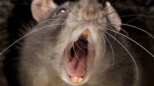 4 Aylık Bebek Sıçanlar Tarafından Öldürüldü