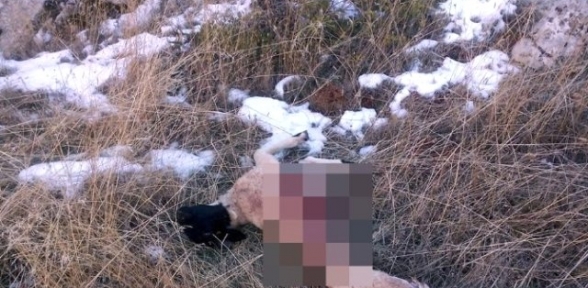 60 Koyunu Telef Etti 