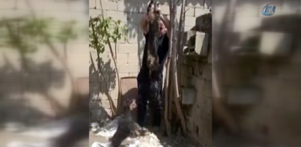 Kediye yapılan işkence yürek sızlattı
