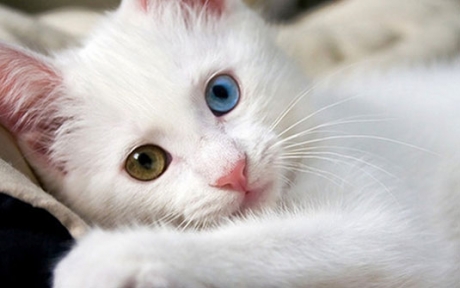  Dikkat, kedi beslemek şizofren yapabilir