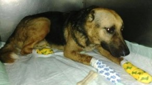Terk Edilen Köpek Sahibinin Arkasından Kilometrelerce Koştu!